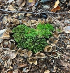 Zu sehen ist ein Herz aus Moos auf dem Waldboden