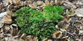 Zu sehen ist ein Herz aus Moos auf dem Waldboden