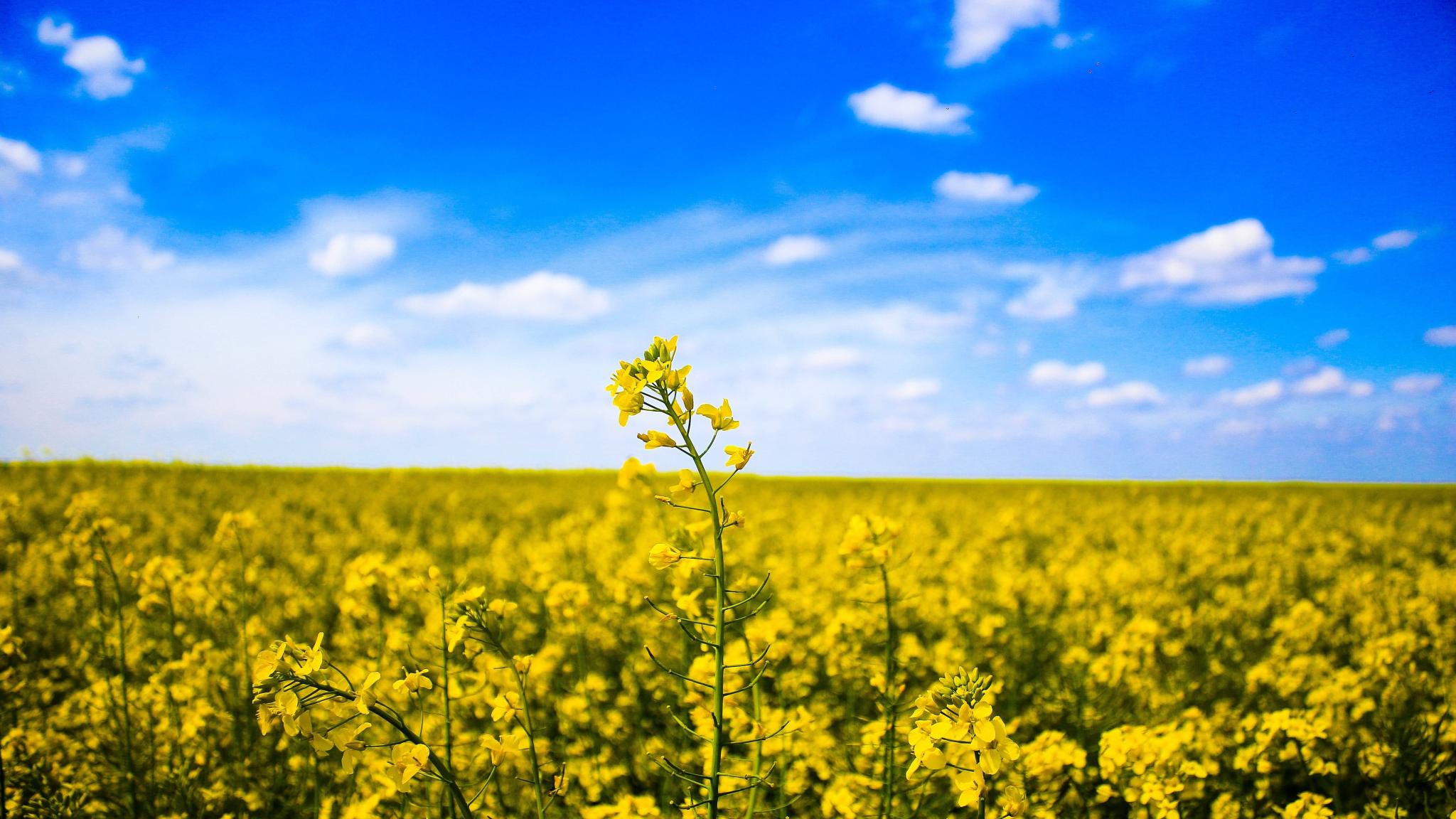 Man sieht im Vordergründ blühenden Raps, im Hintergrund strahlend blauer Himmel